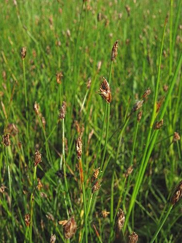 Eleocharis quinqueflora